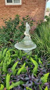 Image result for Isoglossa laxiflora