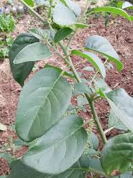 Image result for Phytolacca dodecandra