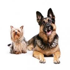 Our pharmacy department will verify your pet's prescription for you by calling or faxing your veterinarian. Risks Of Giving Heartworm Pills Without A Prescription Lovetoknow
