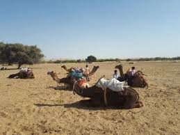 The cost depends on the time you visit. Pushkar Camel Safari Rs 399 Per Person 4 More Tours