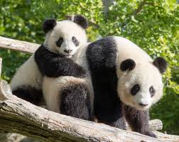 Maybe you would like to learn more about one of these? Zoo De Beauval Panda Dome Equatorial Location De Vacances