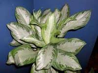 Silver bay is one of dr. Silver Bay Chinese Evergreen