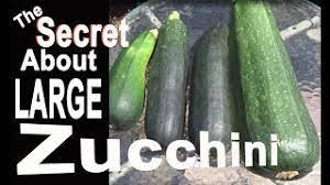 Maybe you would like to learn more about one of these? Zucchini Grow Large Squash In The Garden What You Should Know Growing Harvest Eating Cooking Storing Youtube