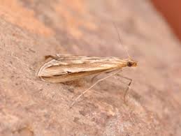 Image result for Euclasta