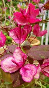 Get notified when bunga kertas (completed) is updated. 39 Bunga Kertas Ideas Bougainvillea Plants Flowers