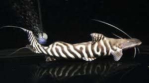 Fishfie Aquarium Catfish Aquarium Fish Catfish