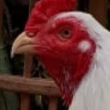 Jual Ayam Jago Putih Polos Kota Tangerang Selatan Tiara Sejahtera Tokopedia