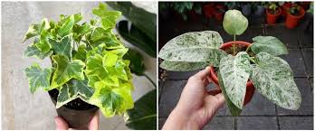 Macam macam bunga hias gantung. 7 Jenis Tanaman Hias Gantung Variegata Cantik Dan Unik