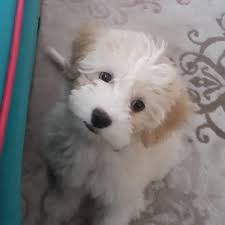 Petcim Com Istanbul Icin Ucretsiz Maltese Terrier Facebook