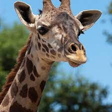Handsome Hasani At The Houston Zoo On World Giraffe Day 2016 Instagram Houston Zoo Giraffe Photos Giraffe