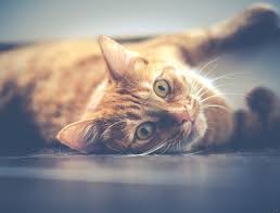 Cel mai periculos si cel mai tare truc al anului 2014. Pisicile Rezista Unor Cazaturi Extreme Curiozitati Despre Pisici Tot Ce Nu Stiai Despre Cele Mai Iubite Feline