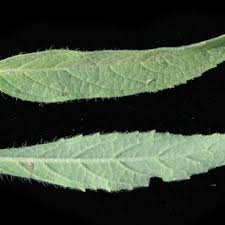 Image result for Syncolostemon elliottii