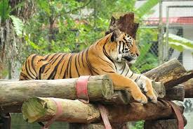 Pilihan haiwan eksotik yang banyak. Zoo Negara Terdesak Perlu Lebih Ramai Pengunjung