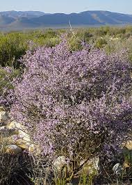 Image result for Muraltia