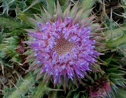 Image result for Carduus nyassanus