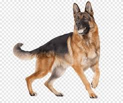 Tito the black belgian malinois at 6 months old helping himself to a drink nova, lady and willow are all littermates. Tervuren Png Images Pngegg