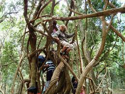 Tropical Rainforest Plants Adaptations Cuipo Blog Survivor Adaptations Of Tropical Rainforest Plan Rainforest Plants Tropical Rainforest Plant Adaptations