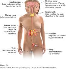 The thymus gland is located in the center of the chest cavity between the lungs and behind the breastbone. Pel4e Ch2