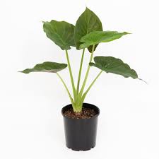 The overall plant is that will help keep the soil moist and the soil fertility high. Hardy Elephant Ear