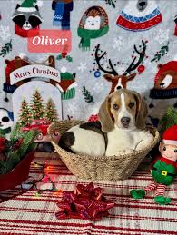 Beagle Lovers Public Group