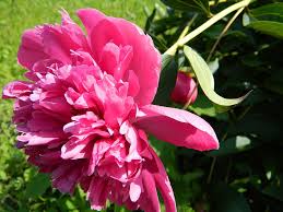 There are six peony flower types to choose from: Big Beautiful Blooms Make Peonies A Memorial Day Tradition Mu Extension