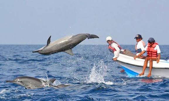 Spinner dolphins Kalpitiya Bay 1000 pod northwest Sri Lanka morning boat