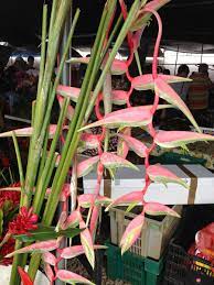 Pin On Hawaiian Tropical Flowers At The Hilo Farmers Market