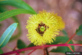 Gingivitis means 'inflammation of the gums'. Red Cap Gum Eucalyptus Erythrocorys F Muell
