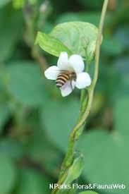 Image result for Asystasia guttata