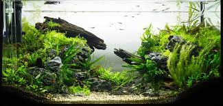 If you were like me starting out, dreaming of setting up my own personal aquascape, you didn't know where to start or what you needed to know. Aquascaping Grundlagen Und Leitfaden Fur Einsteiger