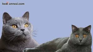 Chartreux Kedisi Kisa Tuylu Kedi Cinsleri Kediannesi Com