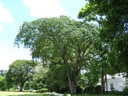 Image result for Afzelia