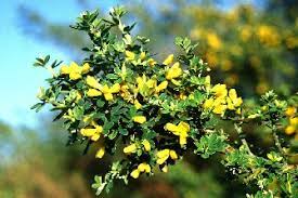 Species Genista Monspessulana