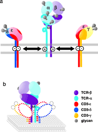 Pin On 7 Immunology Tcr T Cell Receptor