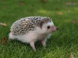 Really Want A Pygmy Hedgehog For A Pet But Found Out They Re Illegal To Own In California Animals Wild Pygmy Hedgehog Petting Zoo Rental