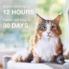 If the dry skin is caused by a flea allergy, treat your cat with a pesticide shampoo. Advantage Ii Once A Month Cat Kitten Topical Flea Treatment 5 To 9 Lbs Pack Of 6 Petco