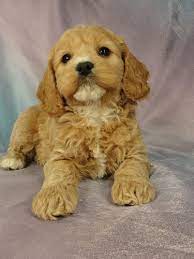 Check spelling or type a new query. Female Cockapoo Puppies For Sale In Iowa Iowa Breeder With Puppy Available