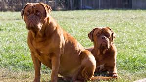 The dogue de bordeaux is a fearless breed and aggressive at times, this dog is not recommended for an average home environment. The Dogue De Bordeaux An Aggressive Protector Whatafy We Have All The Answers