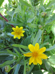 Image result for Landolphia glabra