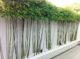 Haie De Jardin Decouvrez Les Secrets Des Plantes Brise Vue Avec Images Jardin Feng Shui Bambou En Pot Amenagement Jardin