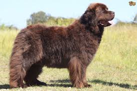 Maybe you would like to learn more about one of these? The Large And Lovely Newfoundland Dog Pets4homes