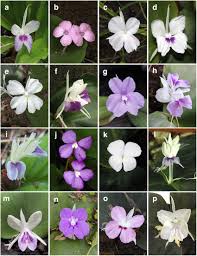 Image result for Kaempferia