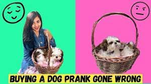 When nomadic shepherds brought their sheep to the pyrenees mountains around 3000 b.c, their flock guarding dogs came with them, forming the basis of the great pyrenees breed. Buying New Dog Prank On Her Emotional Youtube