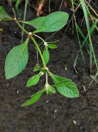Image result for Alternanthera sessilis