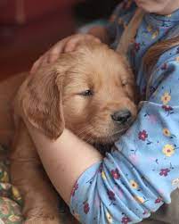 Akc Golden Retriever Puppies For Sale Raised By Caring Breeders In Vermont Windy Knoll Golden Retrievers