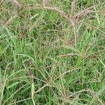 Image result for Cynodon nlemfuensis