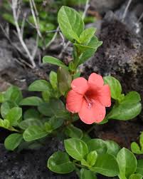 Image result for Barleria