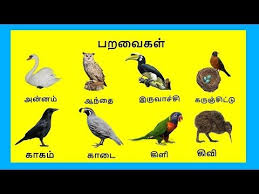 Pin By Shivani Vijayakumar On Tamil Names Of Birds Birds 1st Grade Worksheets