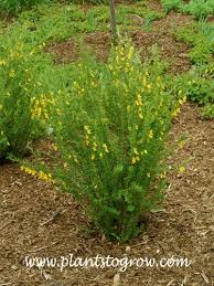 Image result for Vigna pygmaea