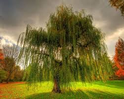 We did not find results for: Weeping Willow Tree Wallpaper Fast Growing Trees Uk 1280x1024 Download Hd Wallpaper Wallpapertip